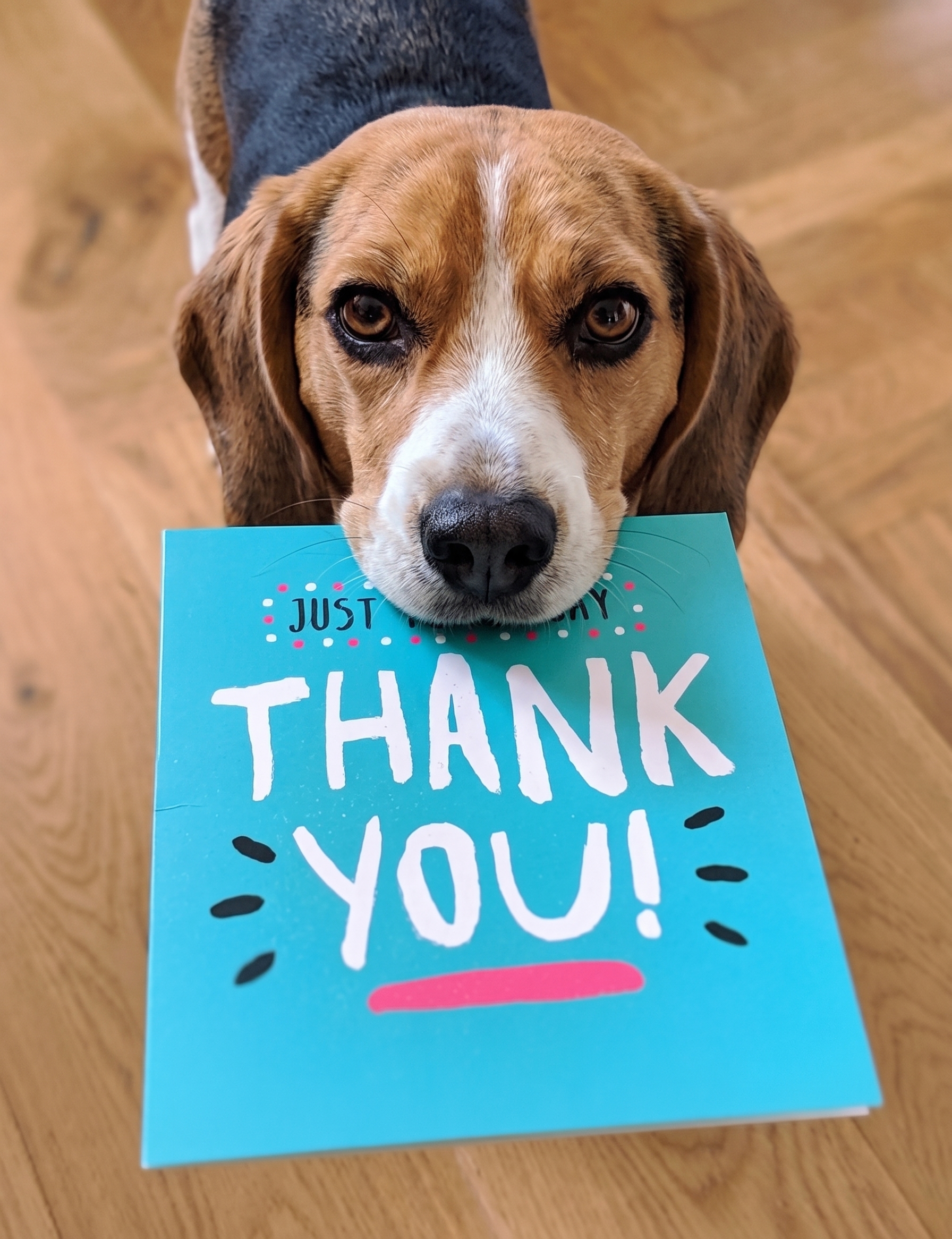 image of a beagle holding a thank you card